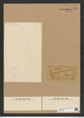 Diatomeae indet. Zeichnungen Sammlung Grunow Nr. 7733 (NHMW-BOT-W0376950)